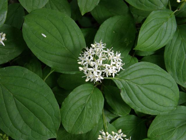 Svída krvavá (Cornus sanguinea L.)