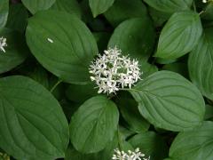 Svída krvavá (Cornus sanguinea L.)   