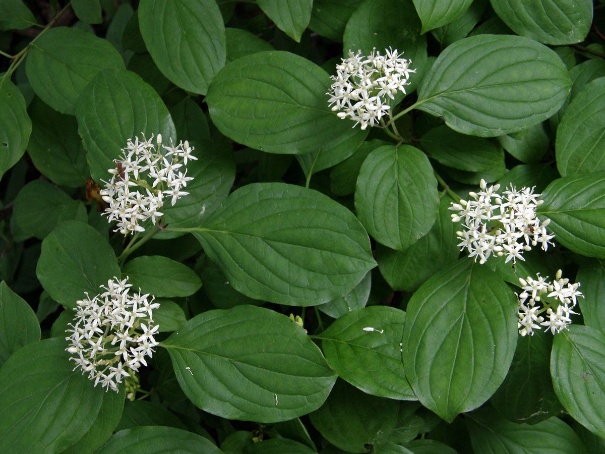 Svída krvavá (Cornus sanguinea L.)