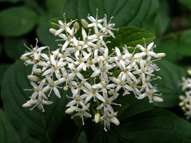 Svída krvavá (Cornus sanguinea L.)