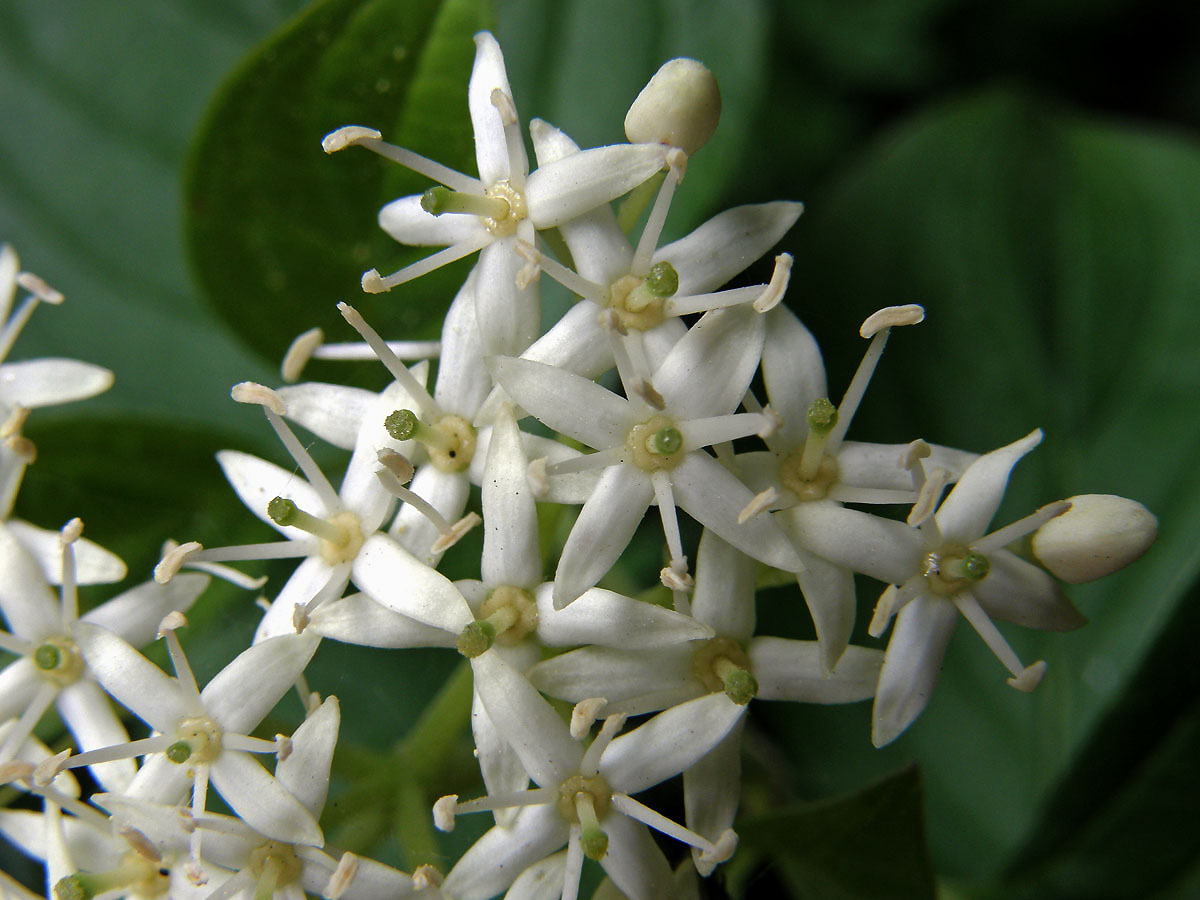 Svída krvavá (Cornus sanguinea L.)