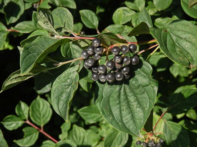 Svída krvavá (Cornus sanguinea L.)