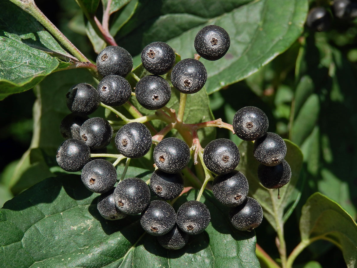 Svída krvavá (Cornus sanguinea L.)