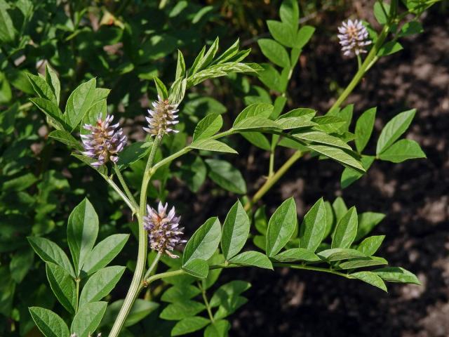 Lékořice lysá (Glycirrhiza glabra L.)