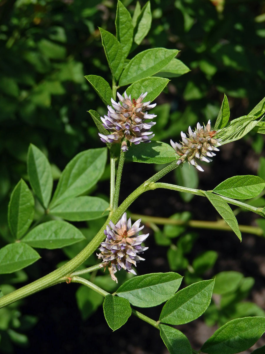 Lékořice lysá (Glycirrhiza glabra L.)