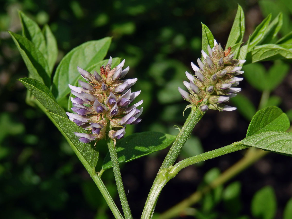 Lékořice lysá (Glycirrhiza glabra L.)