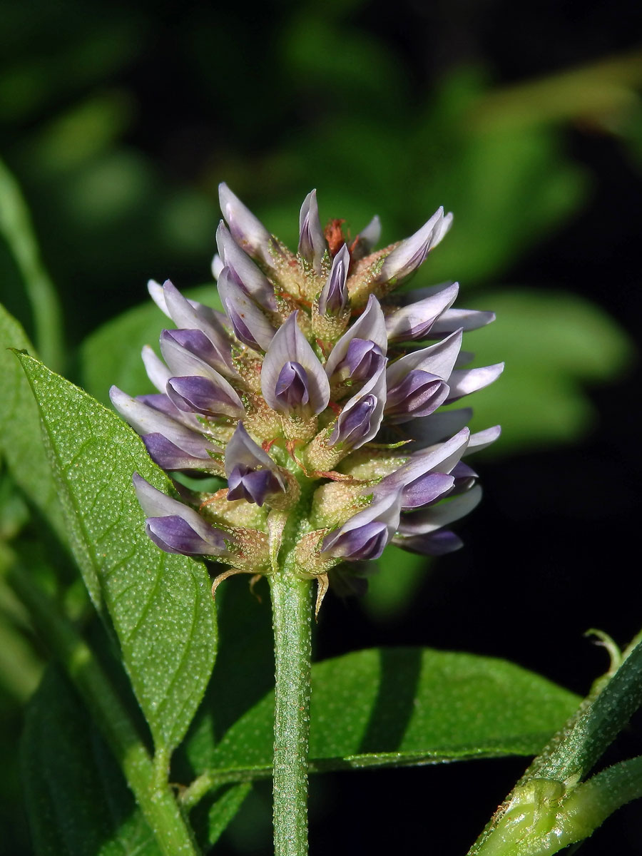 Lékořice lysá (Glycirrhiza glabra L.)