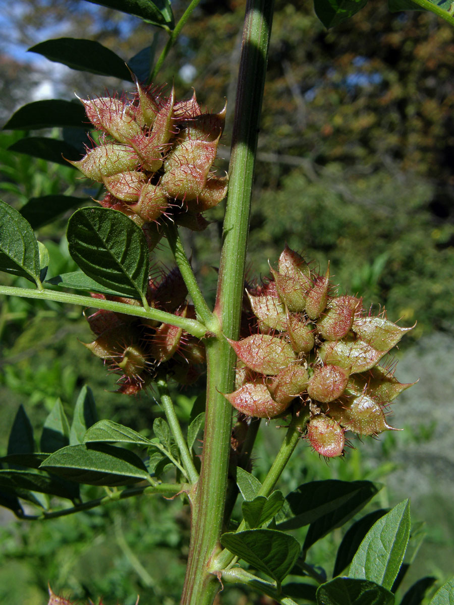 Lékořice lysá (Glycirrhiza glabra L.)