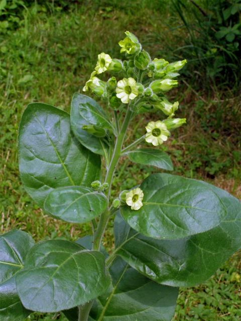 Tabák selský (Nicotiana rustica L.)