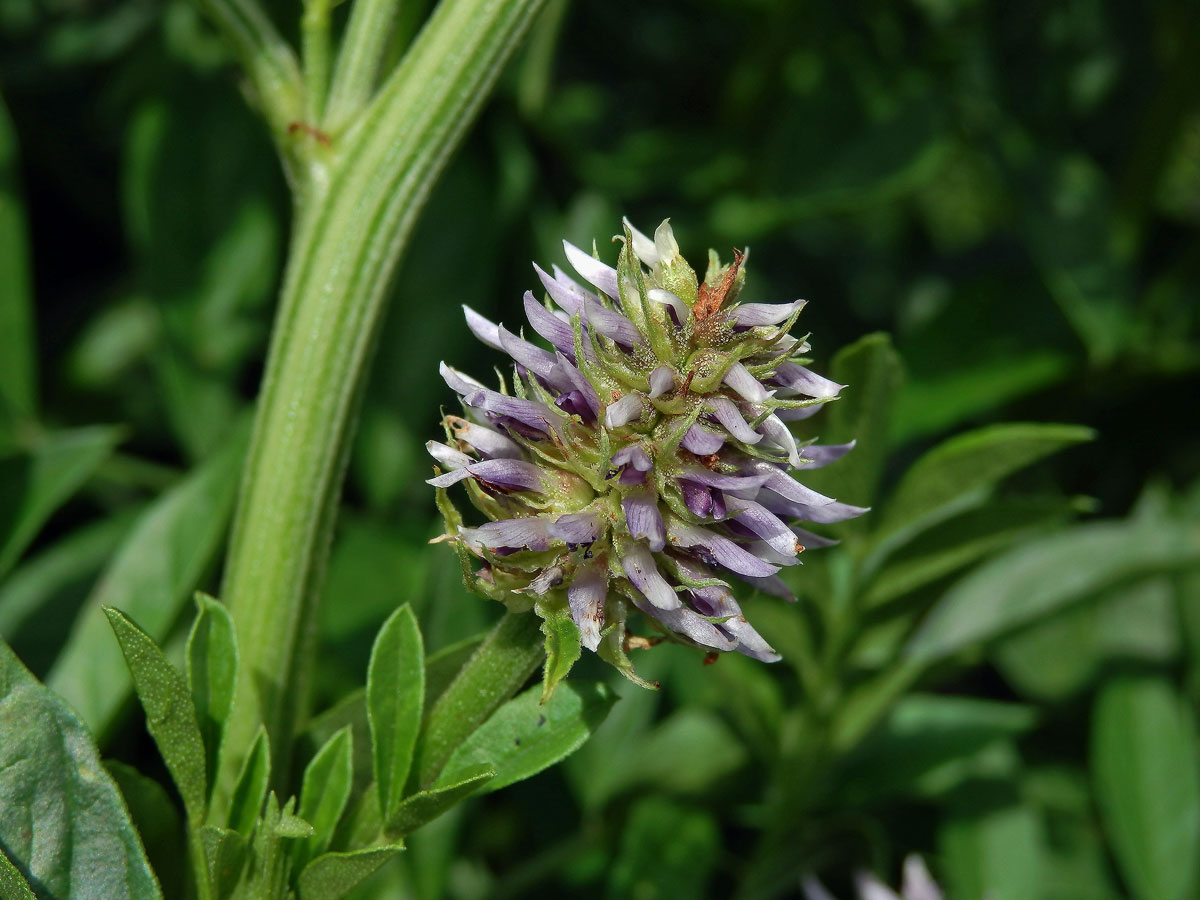 Lékořice ježatá (Glycirrhiza echinata L.)