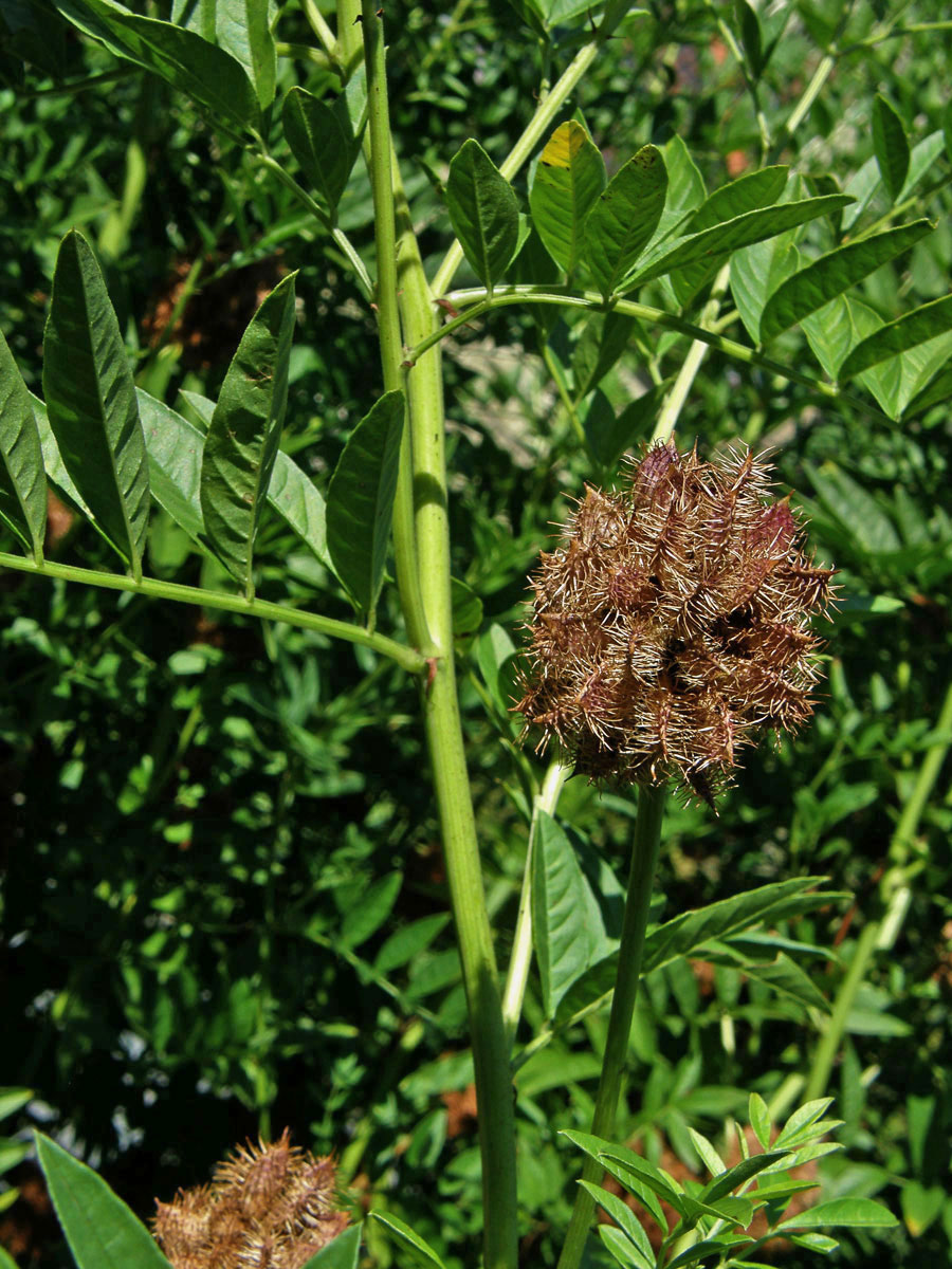 Lékořice ježatá (Glycirrhiza echinata L.)