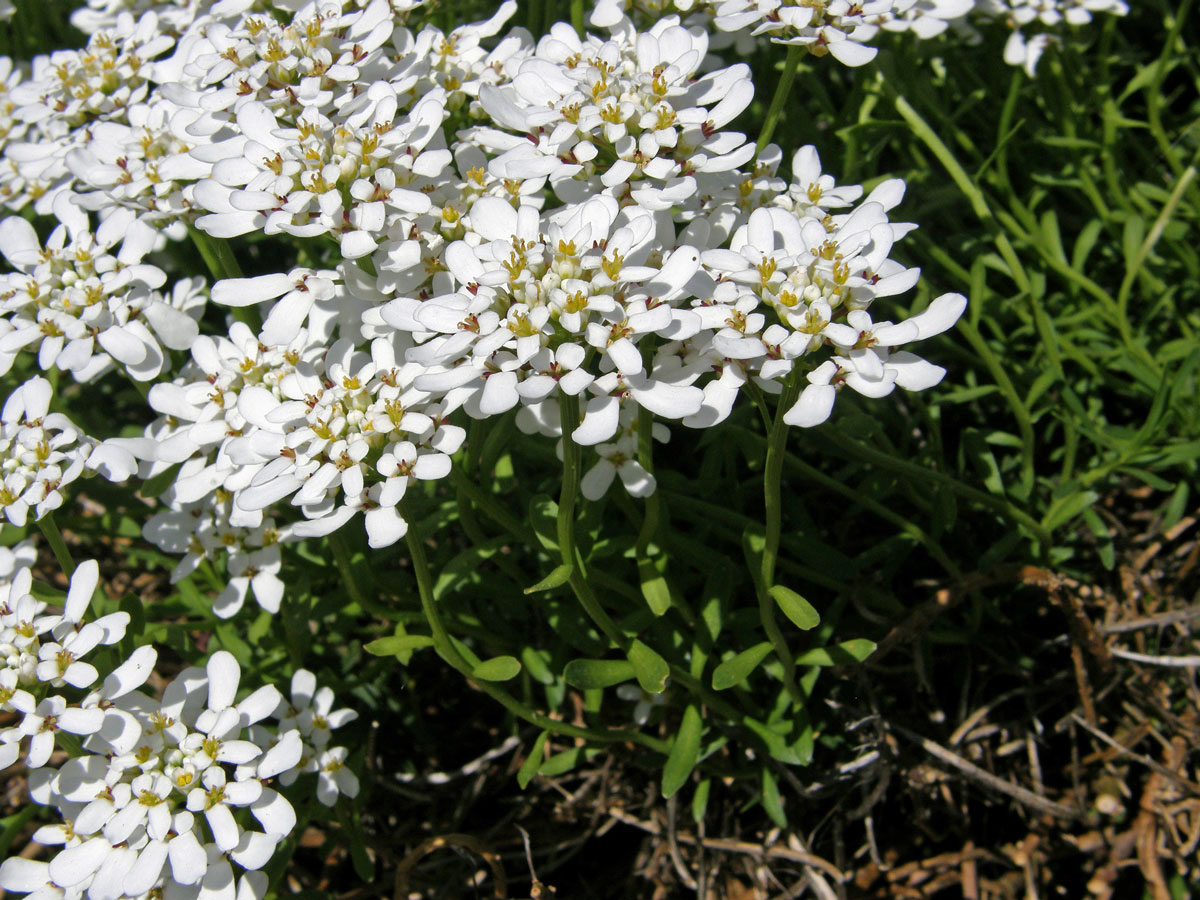 Iberka vždyzelená (Iberis sempervirens L.)