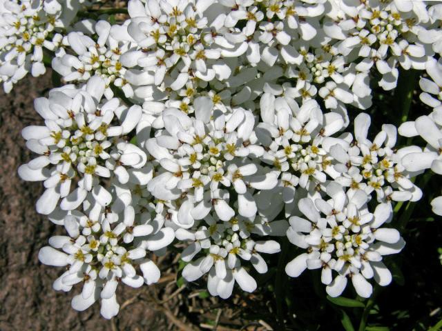 Iberka vždyzelená (Iberis sempervirens L.)