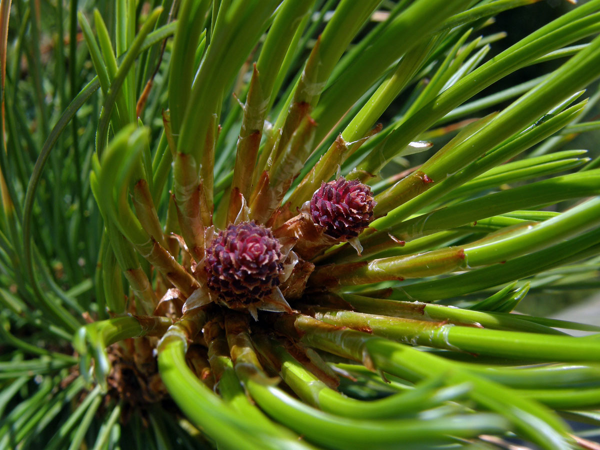 Borovice limba (Pinus cembra L.)