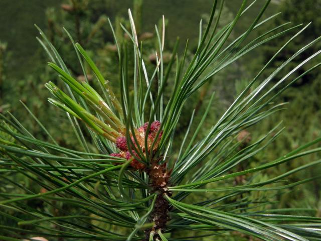 Borovice limba (Pinus cembra L.)