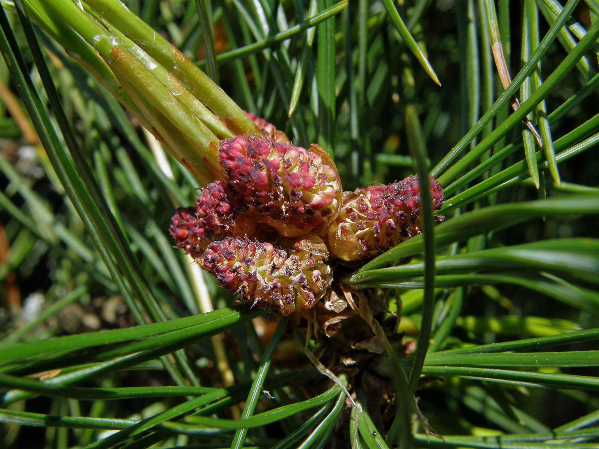 Borovice limba (Pinus cembra L.)