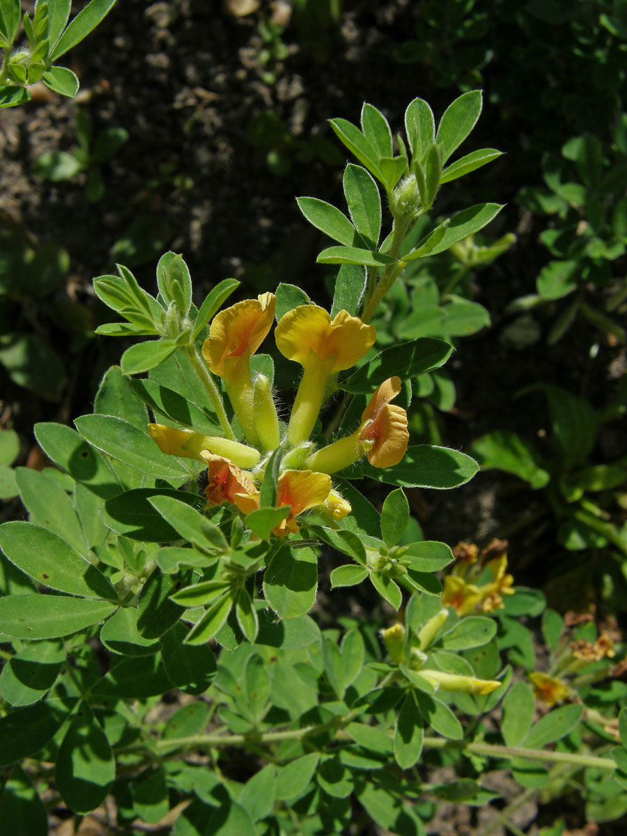 Čilimník nízký (Chamaecytisus supinus (L.) Link)