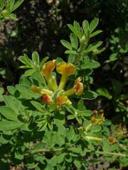 Čilimník nízký (Chamaecytisus supinus (L.) Link)   