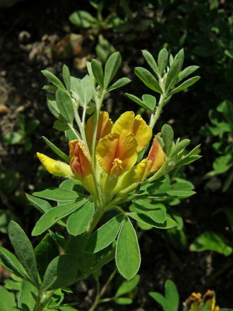 Čilimník nízký (Chamaecytisus supinus (L.) Link)