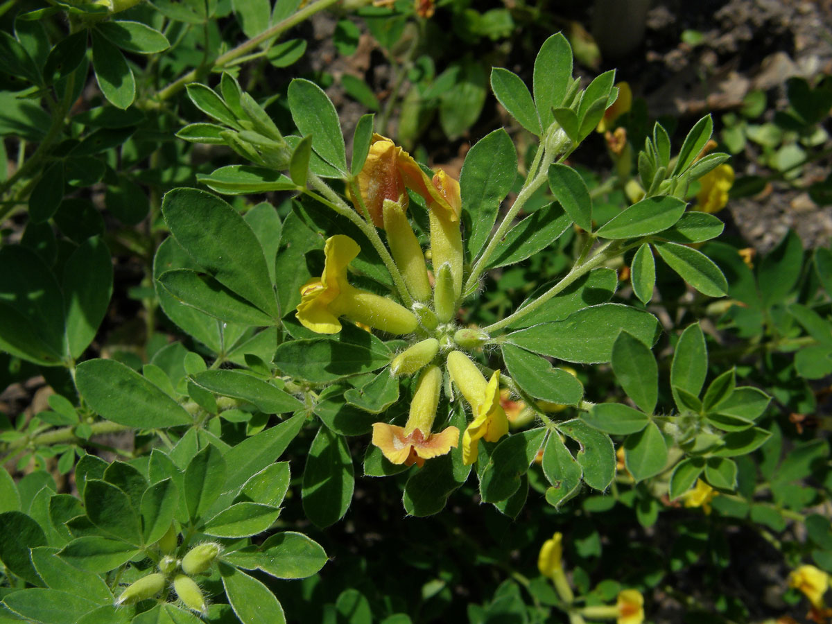 Čilimník nízký (Chamaecytisus supinus (L.) Link)