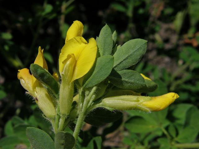 Čilimník nízký (Chamaecytisus supinus (L.) Link)