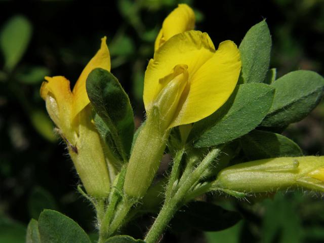 Čilimník nízký (Chamaecytisus supinus (L.) Link)