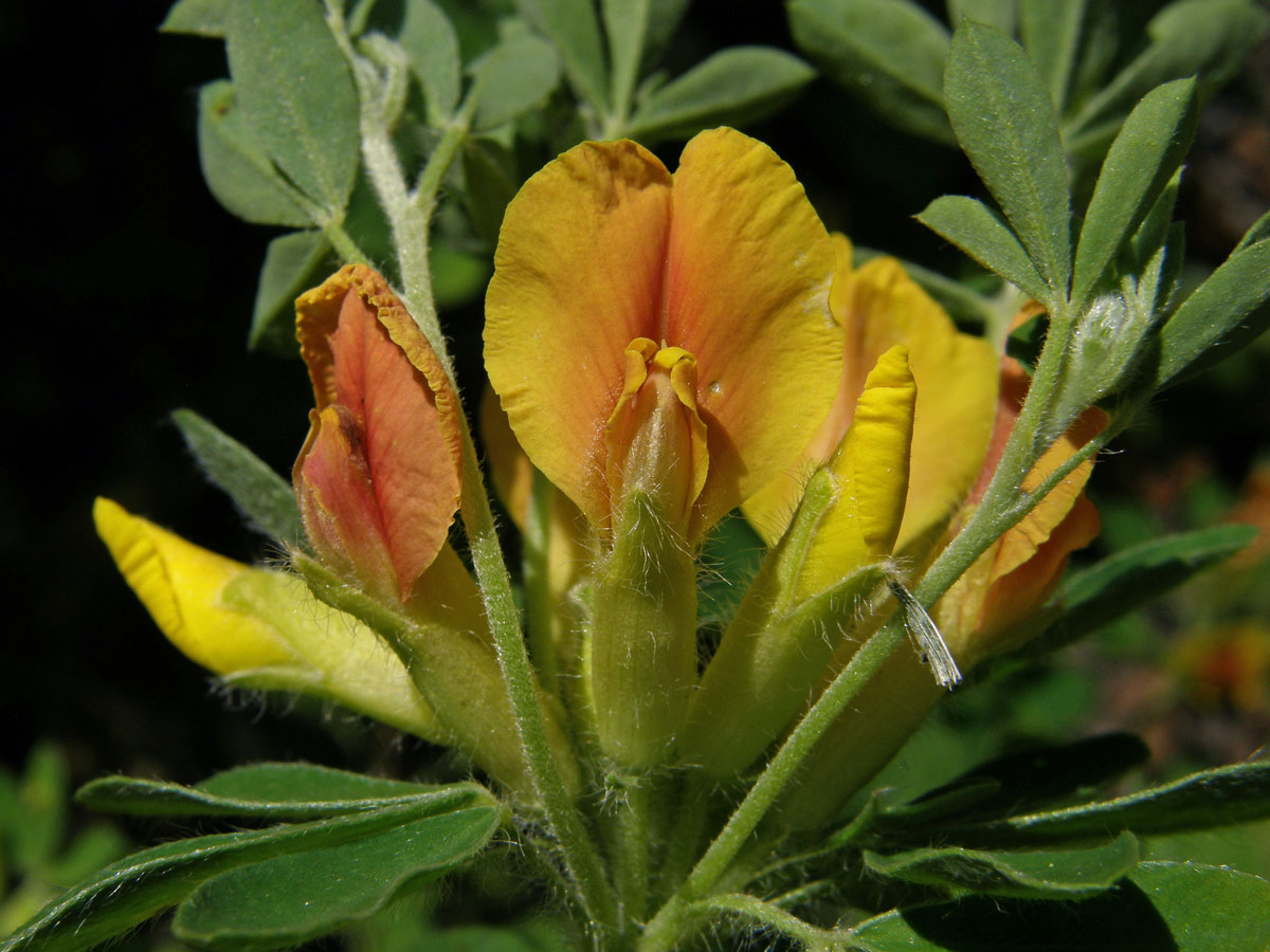 Čilimník nízký (Chamaecytisus supinus (L.) Link)