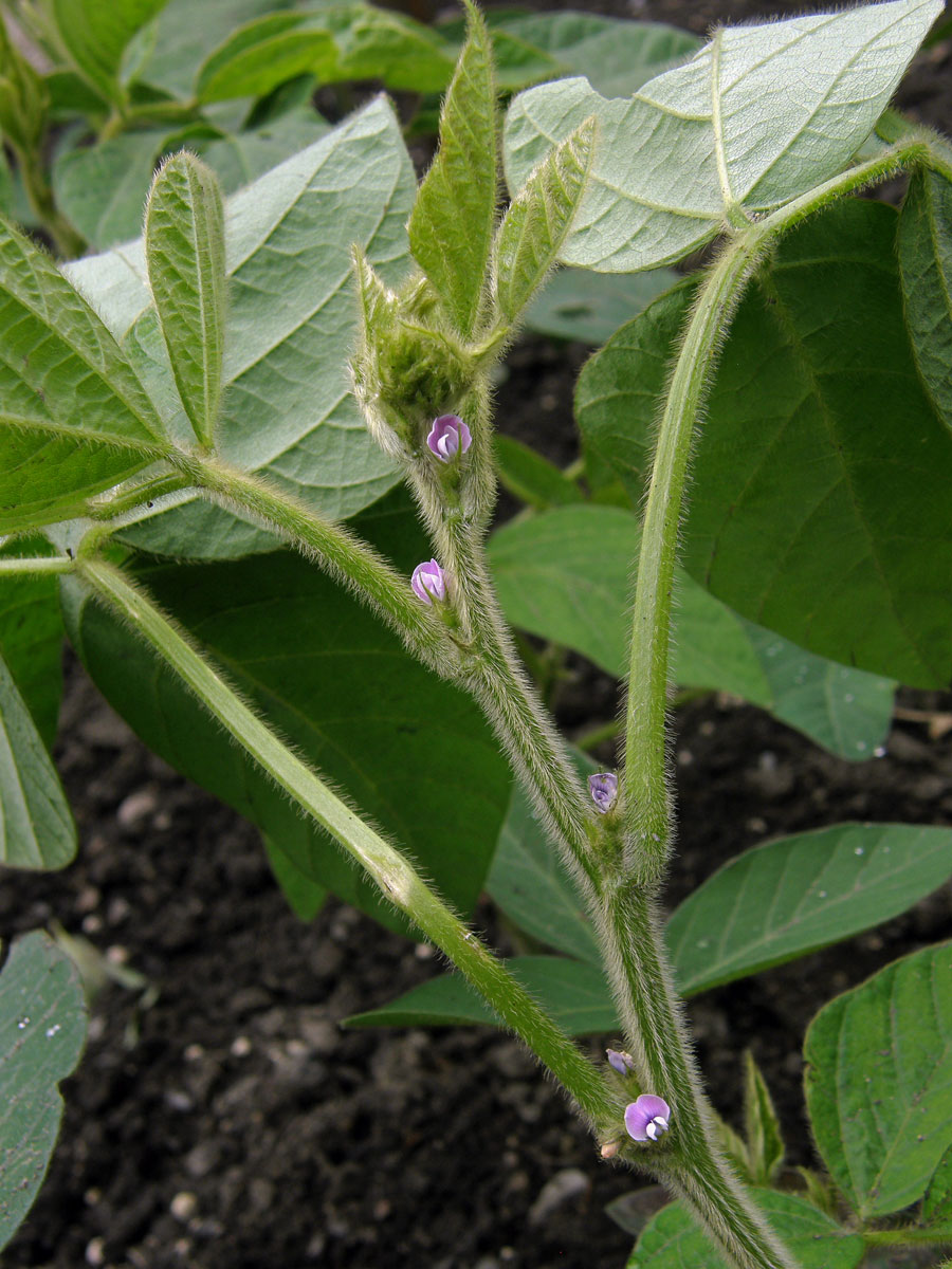 Sója luštinatá (Glycine max (L.) Merr.)