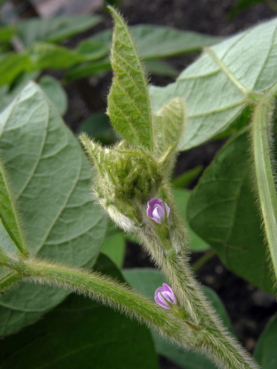 Sója luštinatá (Glycine max (L.) Merr.)