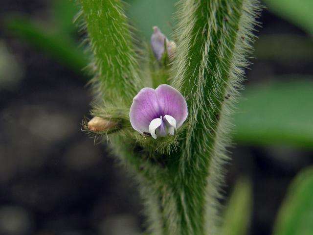 Sója luštinatá (Glycine max (L.) Merr.)