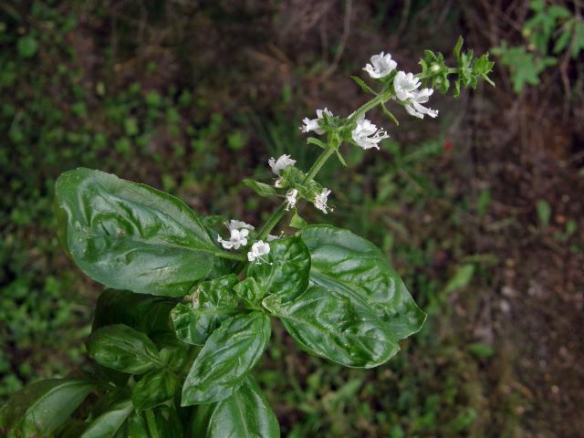 Bazalka vonná (Ocimum basilicum L.)