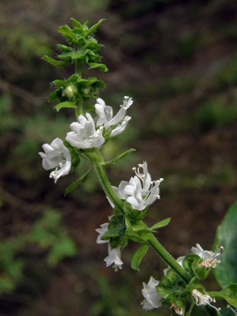 Bazalka vonná (Ocimum basilicum L.)