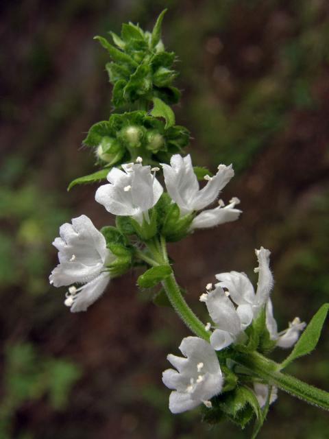 Bazalka vonná (Ocimum basilicum L.)