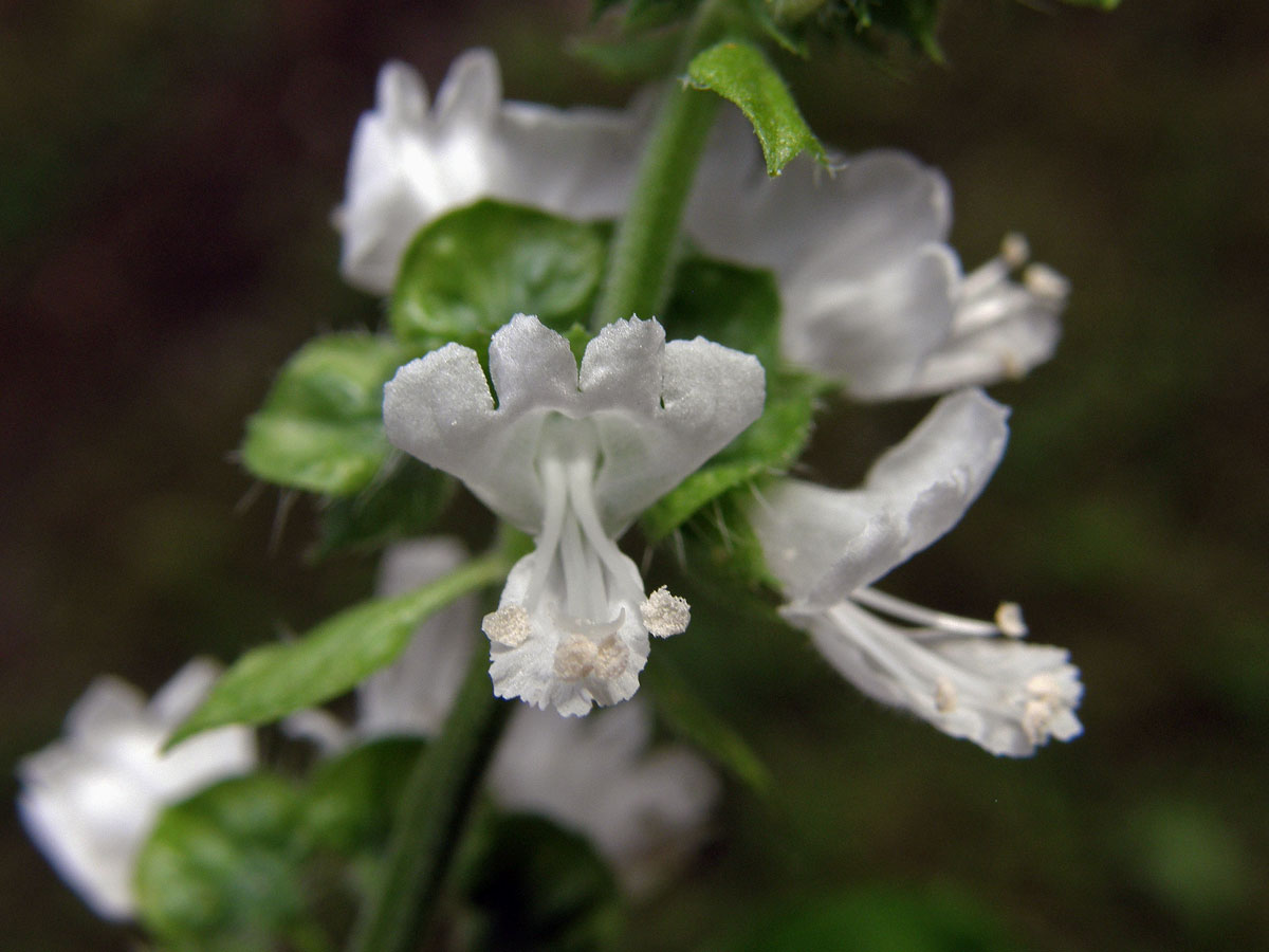 Bazalka vonná (Ocimum basilicum L.)