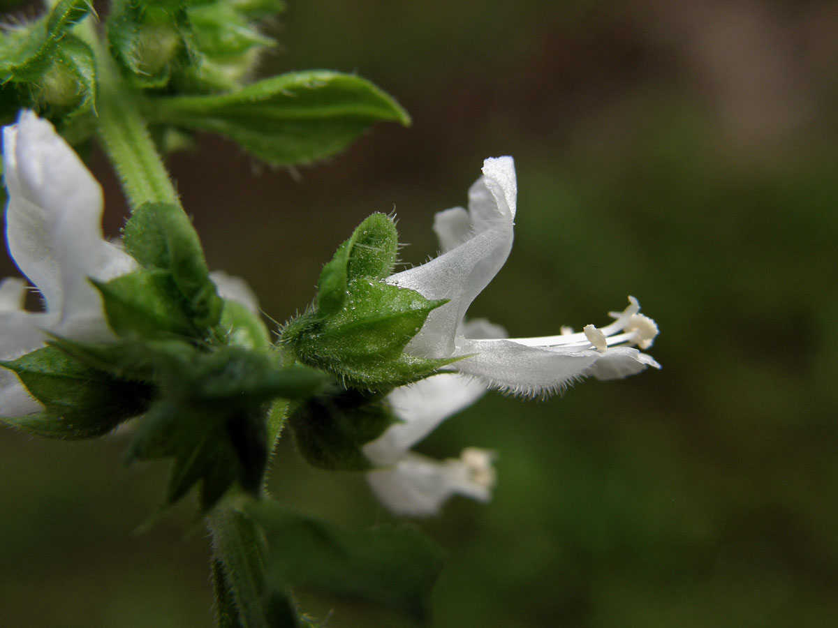 Bazalka vonná (Ocimum basilicum L.)