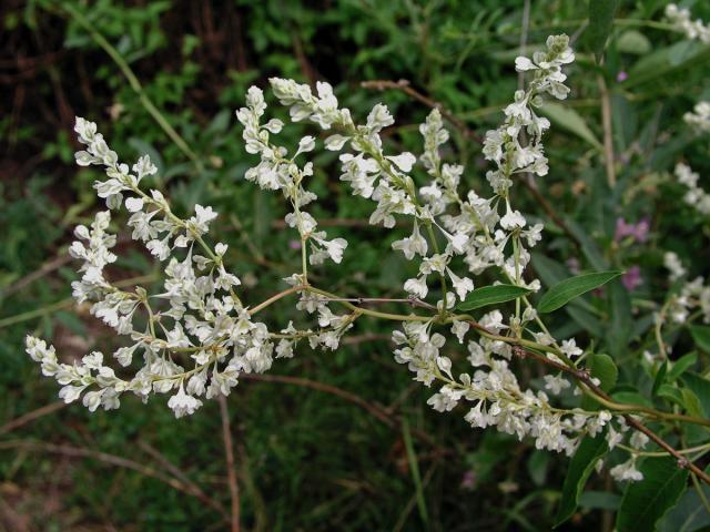 Opletka čínská (Fallopia aubertii (Louis Henry) Holub)