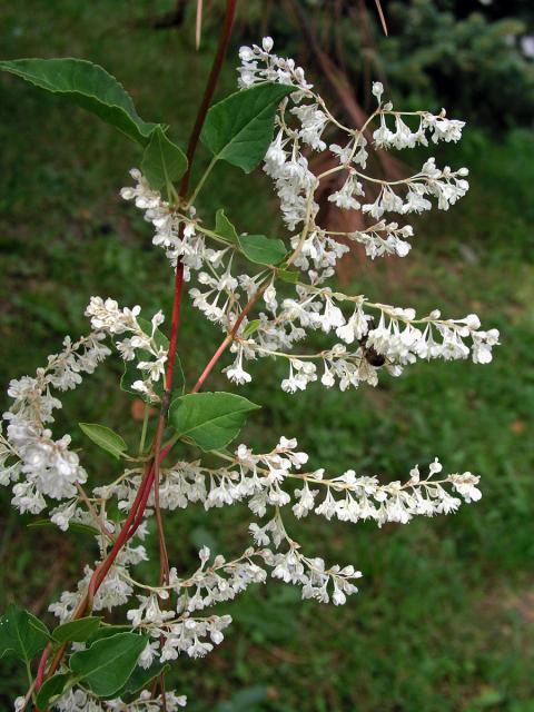 Opletka čínská (Fallopia aubertii (Louis Henry) Holub)