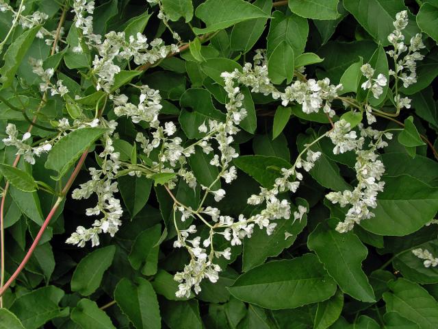 Opletka čínská (Fallopia aubertii (Louis Henry) Holub)