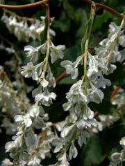 Opletka čínská (Fallopia aubertii (Louis Henry) Holub)