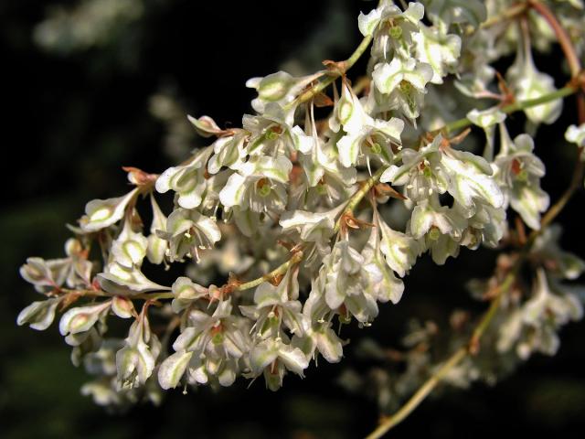 Opletka čínská (Fallopia aubertii (Louis Henry) Holub)