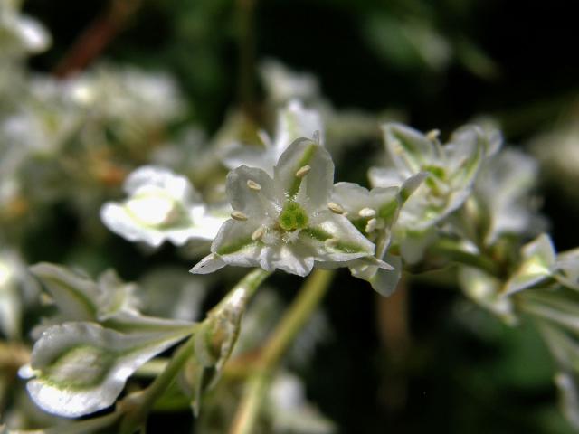 Opletka čínská (Fallopia aubertii (Louis Henry) Holub)