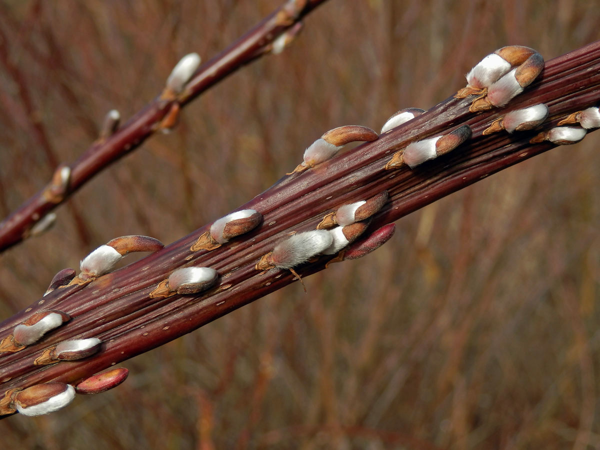 Fasciace větévek vrby (Salix L.)