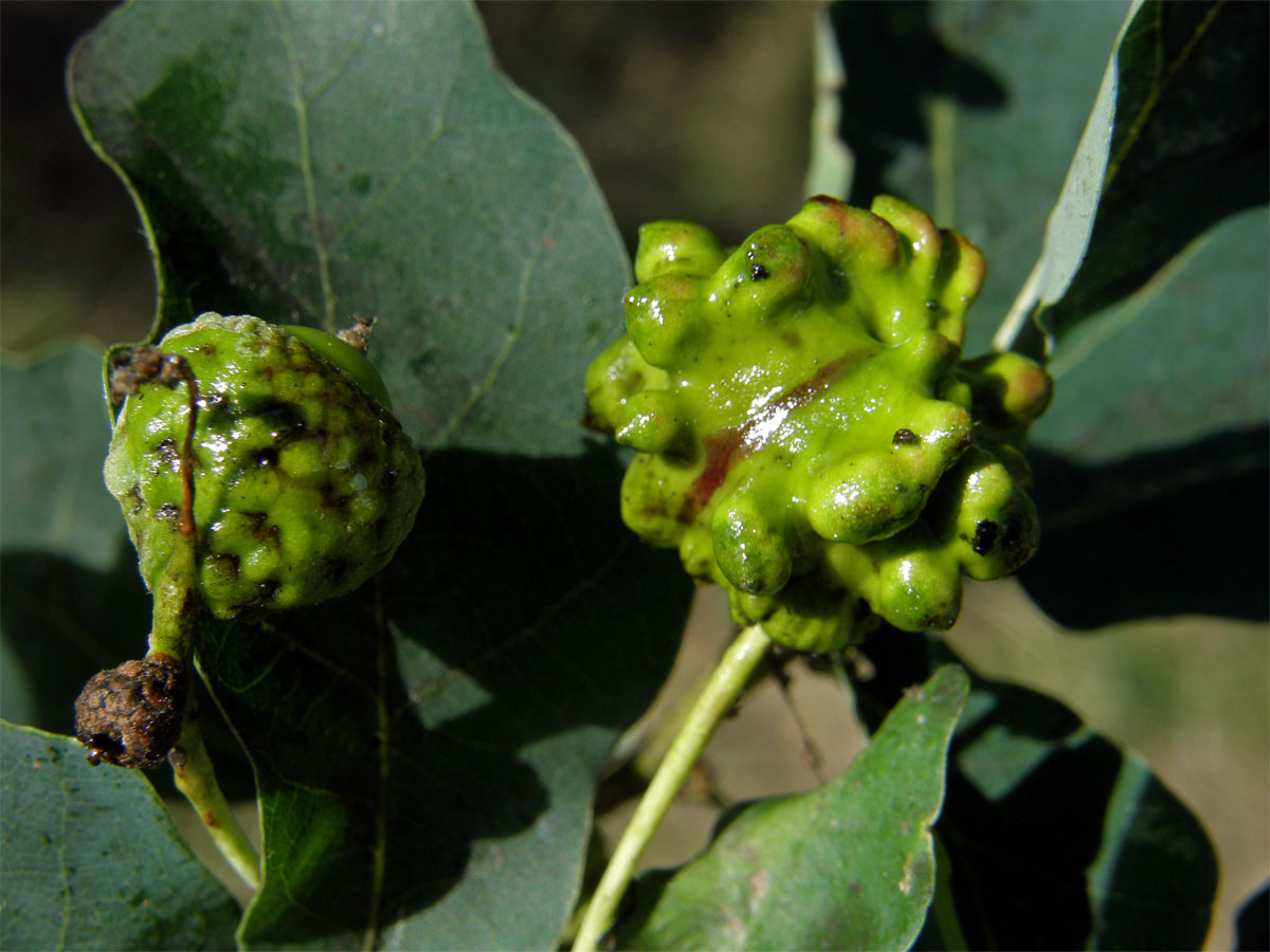 Hálky žlabatky kalichové (Andricus quercuscalicis)