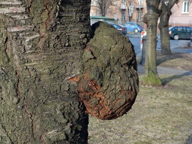 Sakura ozdobná (Prunus serrulata Lindl) (6a)s nádorem na kmeni