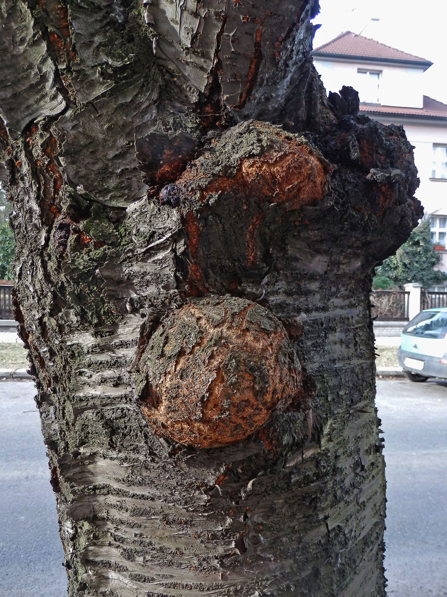 Sakura ozdobná (Prunus serrulata Lindl) (7a) s nádory na kmeni