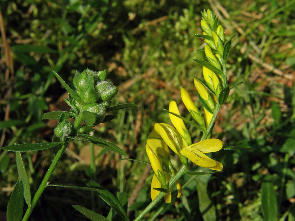 Hálky bejlomorky Contarinia melanocera, kručinka barvířská