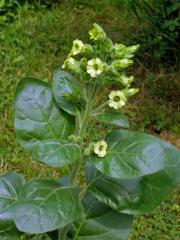 Tabák selský (Nicotiana rustica L.)