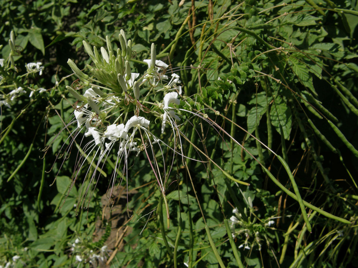 Luštěnice trnitá (Cleome spinosa Jacq.)