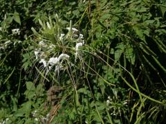 Luštěnice trnitá (Cleome spinosa Jacq.)