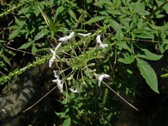 Luštěnice trnitá (Cleome spinosa Jacq.)